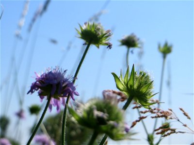 Acker-Witwenblume (Knautia arvensis) beim Insultheimer Hof im Landschaftsschutzgebiet „Hockenheimer Rheinbogen“