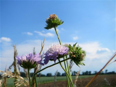 Acker-Witwenblume (Knautia arvensis) beim Insultheimer Hof im Landschaftsschutzgebiet „Hockenheimer Rheinbogen“