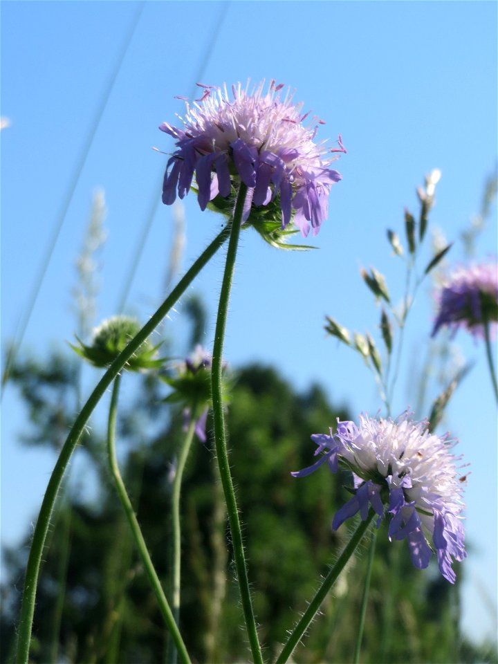 Acker-Witwenblume (Knautia arvensis) beim Insultheimer Hof im Landschaftsschutzgebiet „Hockenheimer Rheinbogen“