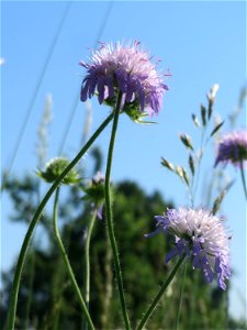 Acker-Witwenblume (Knautia arvensis) beim Insultheimer Hof im Landschaftsschutzgebiet „Hockenheimer Rheinbogen“