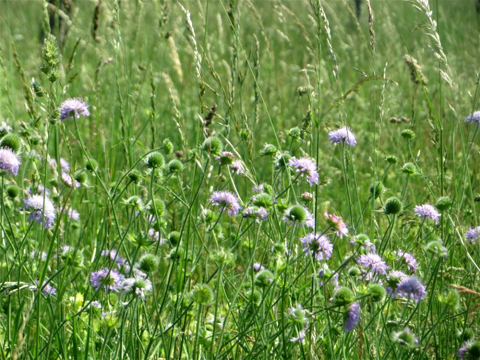 Acker-Witwenblume (Knautia arvensis) beim Insultheimer Hof im Landschaftsschutzgebiet „Hockenheimer Rheinbogen“
