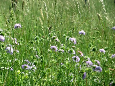 Acker-Witwenblume (Knautia arvensis) beim Insultheimer Hof im Landschaftsschutzgebiet „Hockenheimer Rheinbogen“