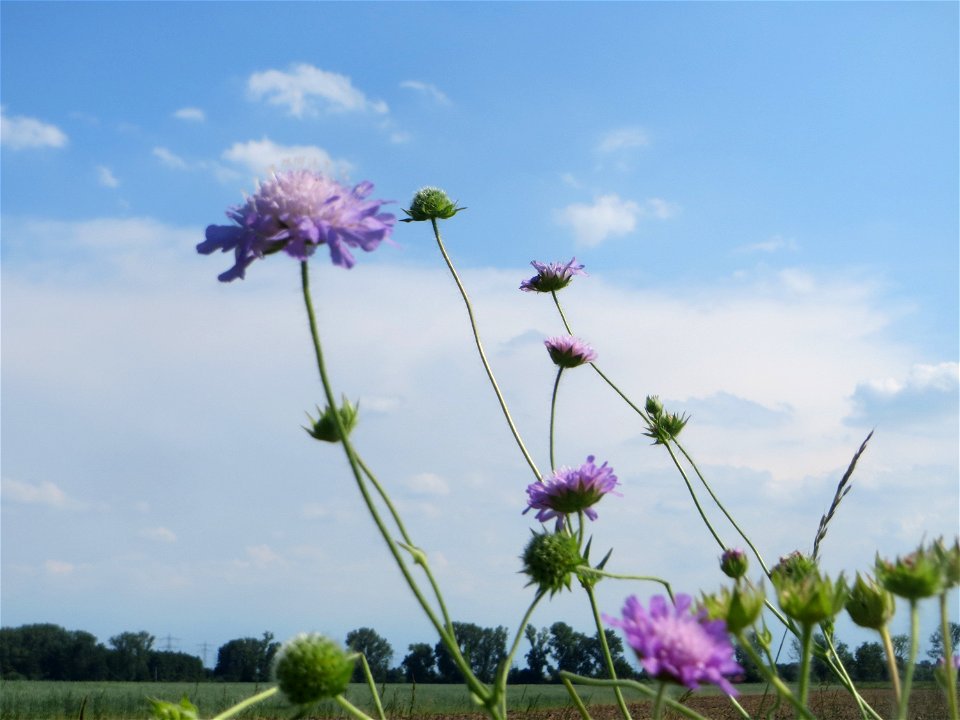 Acker-Witwenblume (Knautia arvensis) beim Insultheimer Hof im Landschaftsschutzgebiet „Hockenheimer Rheinbogen“