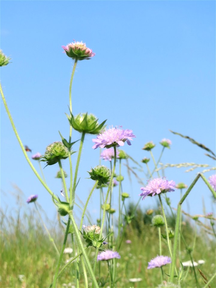 Acker-Witwenblume (Knautia arvensis) beim Insultheimer Hof im Landschaftsschutzgebiet „Hockenheimer Rheinbogen“