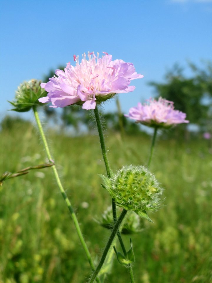 Acker-Witwenblume (Knautia arvensis) beim Insultheimer Hof im Landschaftsschutzgebiet „Hockenheimer Rheinbogen“