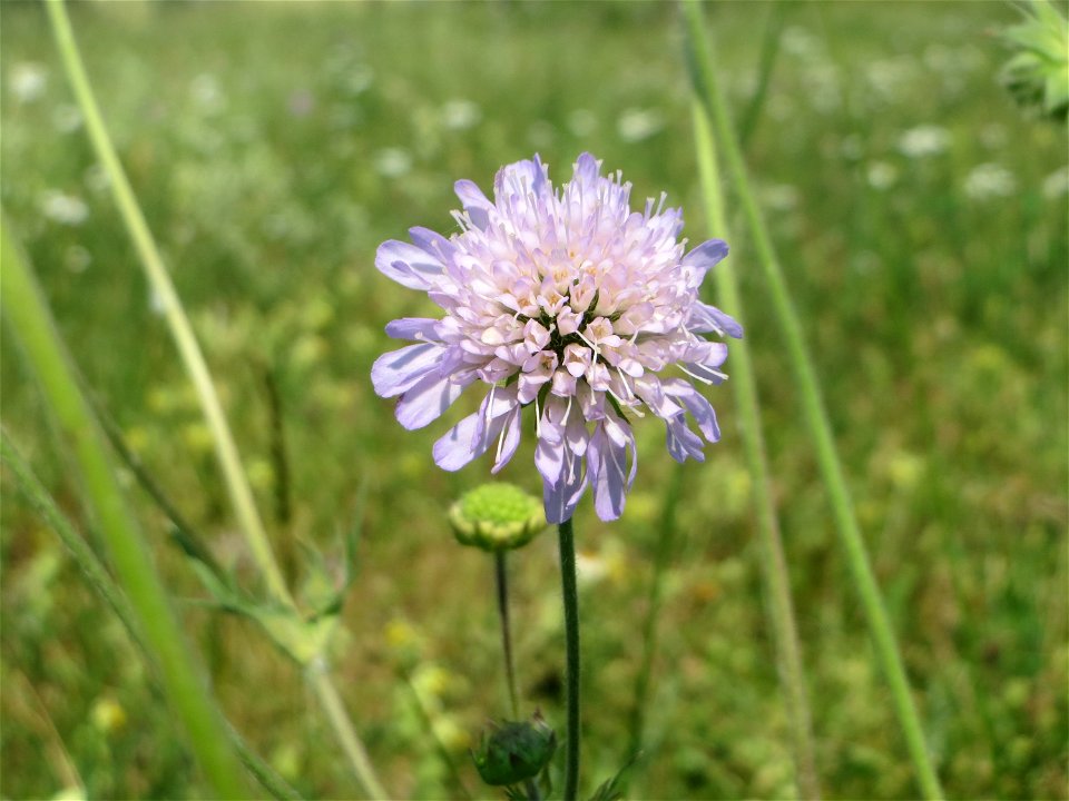 Acker-Witwenblume (Knautia arvensis) beim Insultheimer Hof im Landschaftsschutzgebiet „Hockenheimer Rheinbogen“
