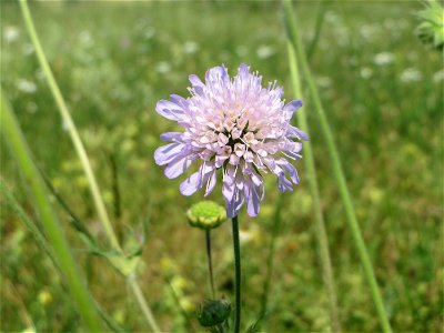 Acker-Witwenblume (Knautia arvensis) beim Insultheimer Hof im Landschaftsschutzgebiet „Hockenheimer Rheinbogen“