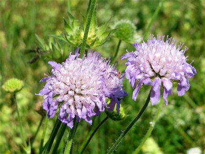 Acker-Witwenblume (Knautia arvensis) beim Insultheimer Hof im Landschaftsschutzgebiet „Hockenheimer Rheinbogen“