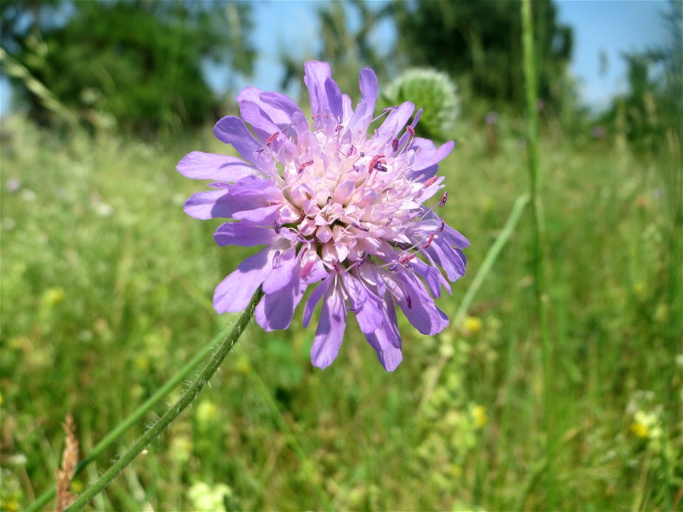 Acker-Witwenblume (Knautia arvensis) beim Insultheimer Hof im Landschaftsschutzgebiet „Hockenheimer Rheinbogen“