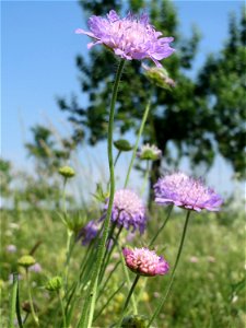 Acker-Witwenblume (Knautia arvensis) beim Insultheimer Hof im Landschaftsschutzgebiet „Hockenheimer Rheinbogen“