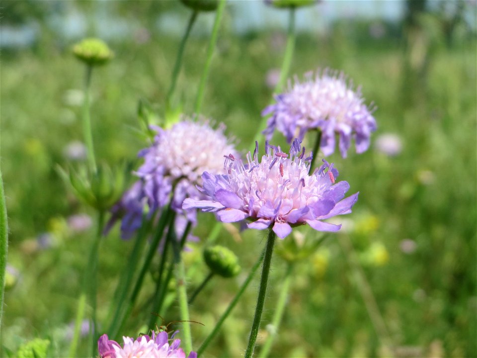 Acker-Witwenblume (Knautia arvensis) beim Insultheimer Hof im Landschaftsschutzgebiet „Hockenheimer Rheinbogen“