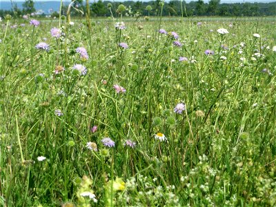 Acker-Witwenblume (Knautia arvensis) beim Insultheimer Hof im Landschaftsschutzgebiet „Hockenheimer Rheinbogen“
