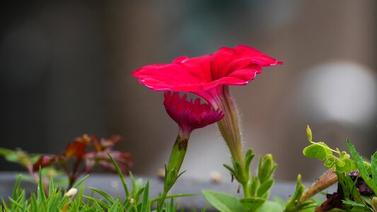 Red color clover grass