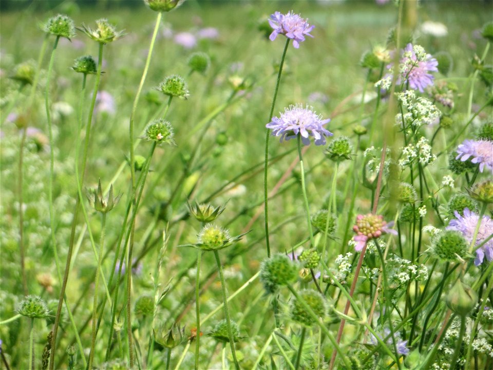 Acker-Witwenblume (Knautia arvensis) auf einer Klappertopf-Wiese beim Insultheimer Hof im Landschaftsschutzgebiet „Hockenheimer Rheinbogen“