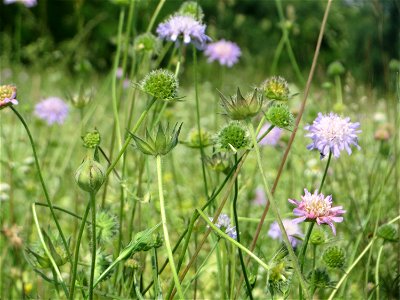 Acker-Witwenblume (Knautia arvensis) auf einer Klappertopf-Wiese beim Insultheimer Hof im Landschaftsschutzgebiet „Hockenheimer Rheinbogen“