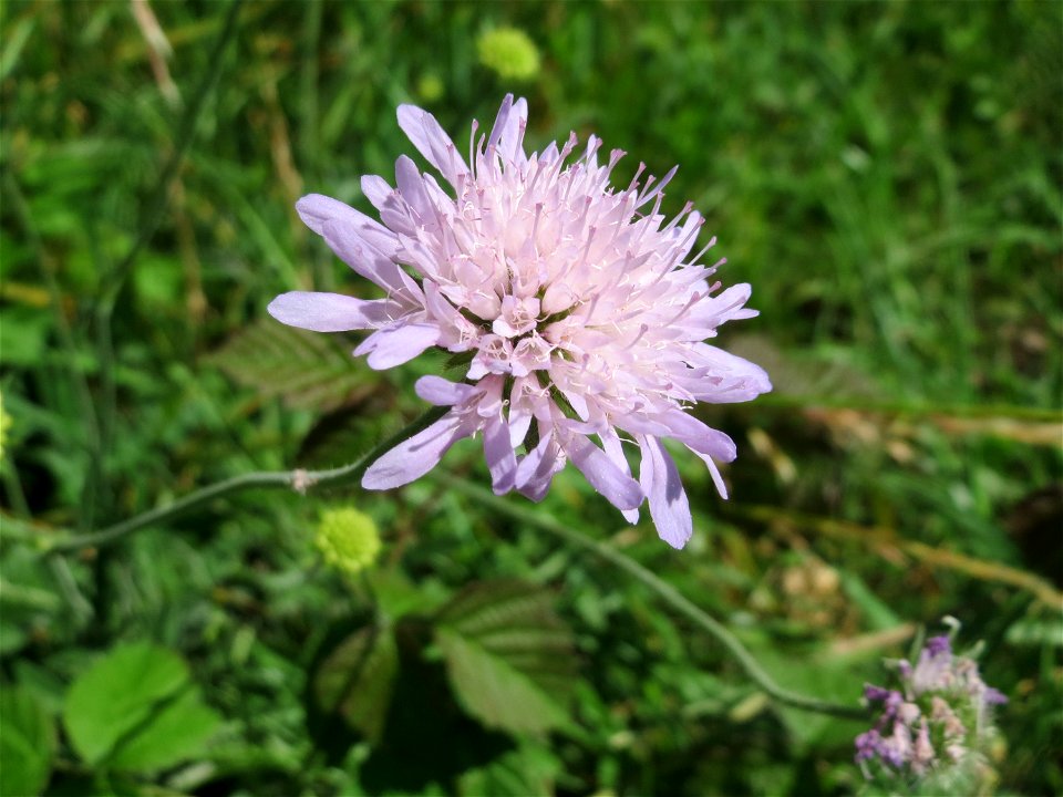 Acker-Witwenblume (Knautia arvensis) am Rheindamm bei Rheinhausen
