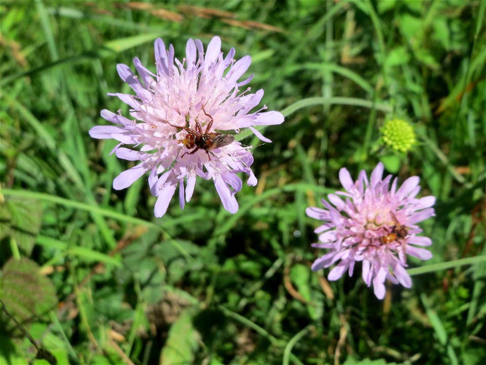 Acker-Witwenblume (Knautia arvensis) am Rheindamm bei Rheinhausen