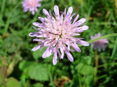 Acker-Witwenblume (Knautia arvensis) am Rheindamm bei Rheinhausen