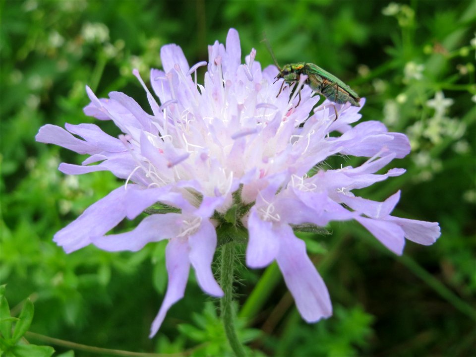 Acker-Witwenblume (Knautia arvensis) im Stiftswald Sankt Arnual