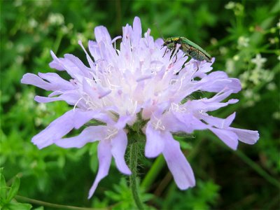 Acker-Witwenblume (Knautia arvensis) im Stiftswald Sankt Arnual