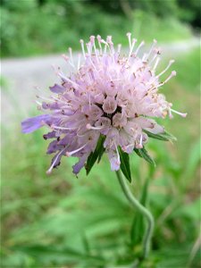 Acker-Witwenblume (Knautia arvensis) im Stiftswald Sankt Arnual
