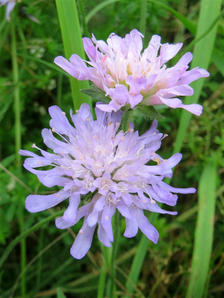 Acker-Witwenblume (Knautia arvensis) im Stiftswald Sankt Arnual