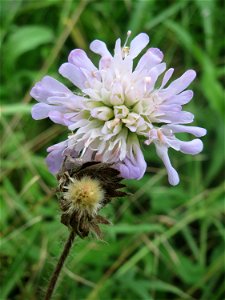 Acker-Witwenblume (Knautia arvensis) im Stiftswald Sankt Arnual