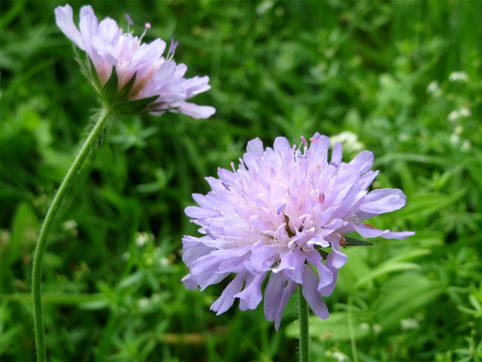 Acker-Witwenblume (Knautia arvensis) bei Nußloch
