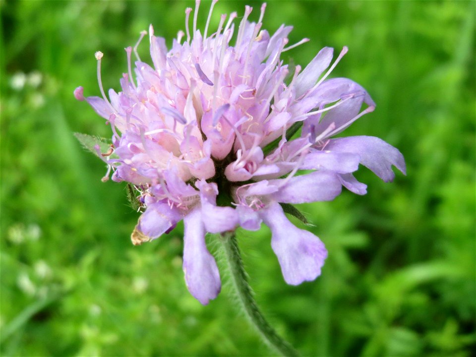 Acker-Witwenblume (Knautia arvensis) bei Nußloch