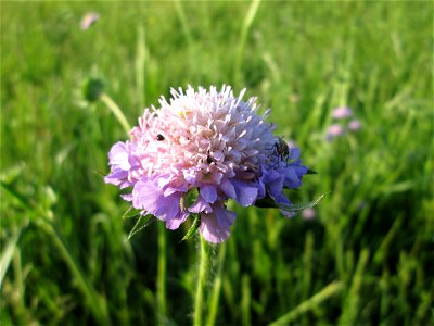 Acker-Witwenblume (Knautia arvensis) im Landschaftsschutsgebiet „Saalbachniederung“ bei Bruchsal