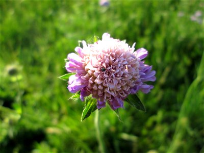 Acker-Witwenblume (Knautia arvensis) im Landschaftsschutsgebiet „Saalbachniederung“ bei Bruchsal