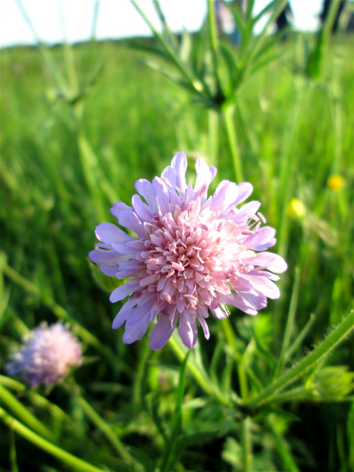 Acker-Witwenblume (Knautia arvensis) im Landschaftsschutsgebiet „Saalbachniederung“ bei Bruchsal
