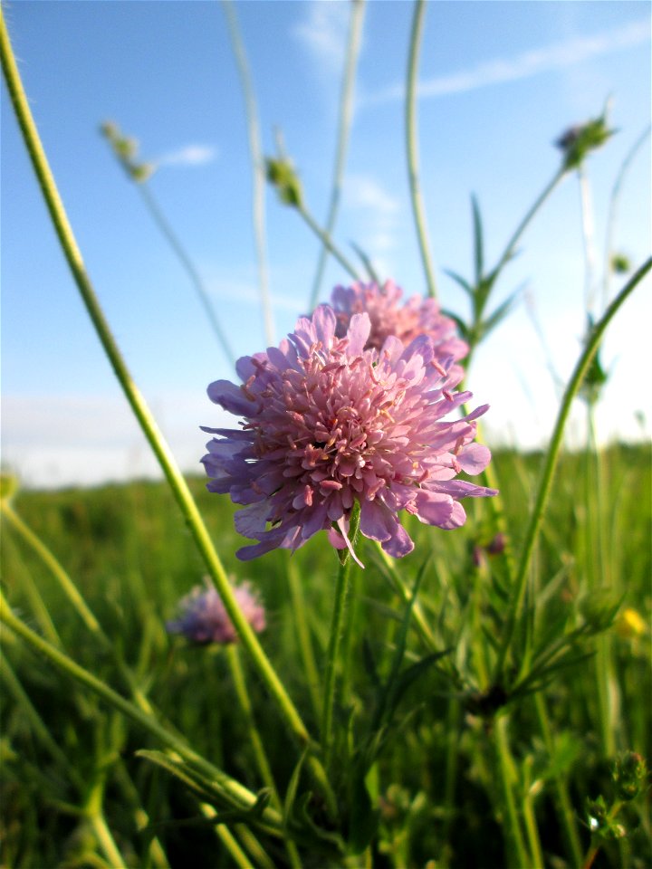 Acker-Witwenblume (Knautia arvensis) im Landschaftsschutsgebiet „Saalbachniederung“ bei Bruchsal