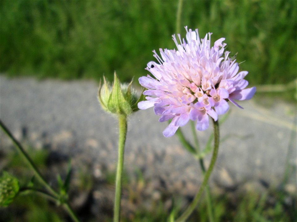 Acker-Witwenblume (Knautia arvensis) im Naturschutzgebiet „Karl-Ludwig-See“ im Hockenheimer Rheinbogen