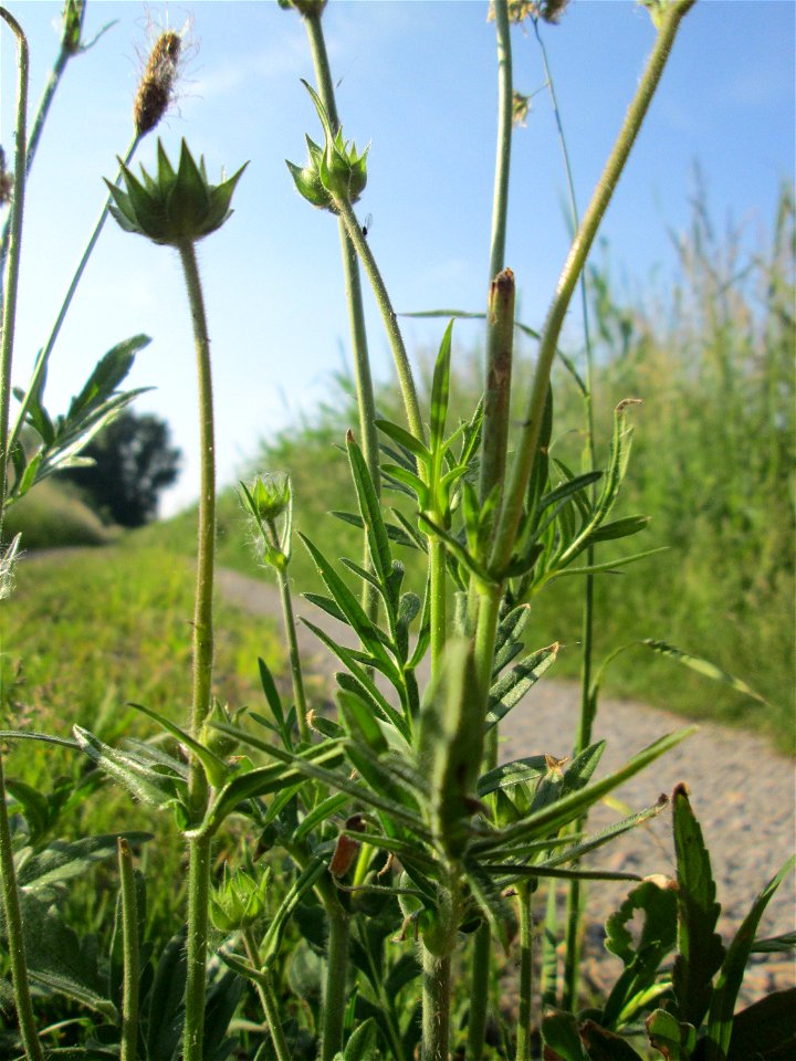 Acker-Witwenblume (Knautia arvensis) im Naturschutzgebiet „Karl-Ludwig-See“ im Hockenheimer Rheinbogen