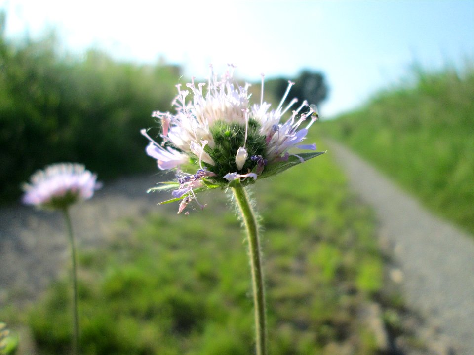 Acker-Witwenblume (Knautia arvensis) im Naturschutzgebiet „Karl-Ludwig-See“ im Hockenheimer Rheinbogen