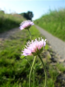 Acker-Witwenblume (Knautia arvensis) mitten auf einem geschotterten Weg im Naturschutzgebiet „Karl-Ludwig-See“ im Hockenheimer Rheinbogen