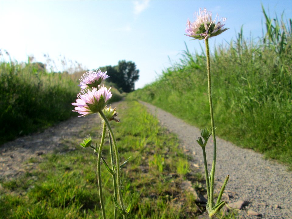 Acker-Witwenblume (Knautia arvensis) mitten auf einem geschotterten Weg im Naturschutzgebiet „Karl-Ludwig-See“ im Hockenheimer Rheinbogen