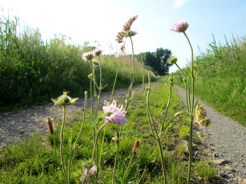 Acker-Witwenblume (Knautia arvensis) mitten auf einem geschotterten Weg im Naturschutzgebiet „Karl-Ludwig-See“ im Hockenheimer Rheinbogen