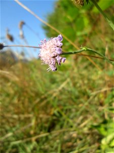 Acker-Witwenblume (Knautia arvensis) in Auersmacher