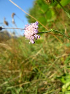 Acker-Witwenblume (Knautia arvensis) in Auersmacher photo