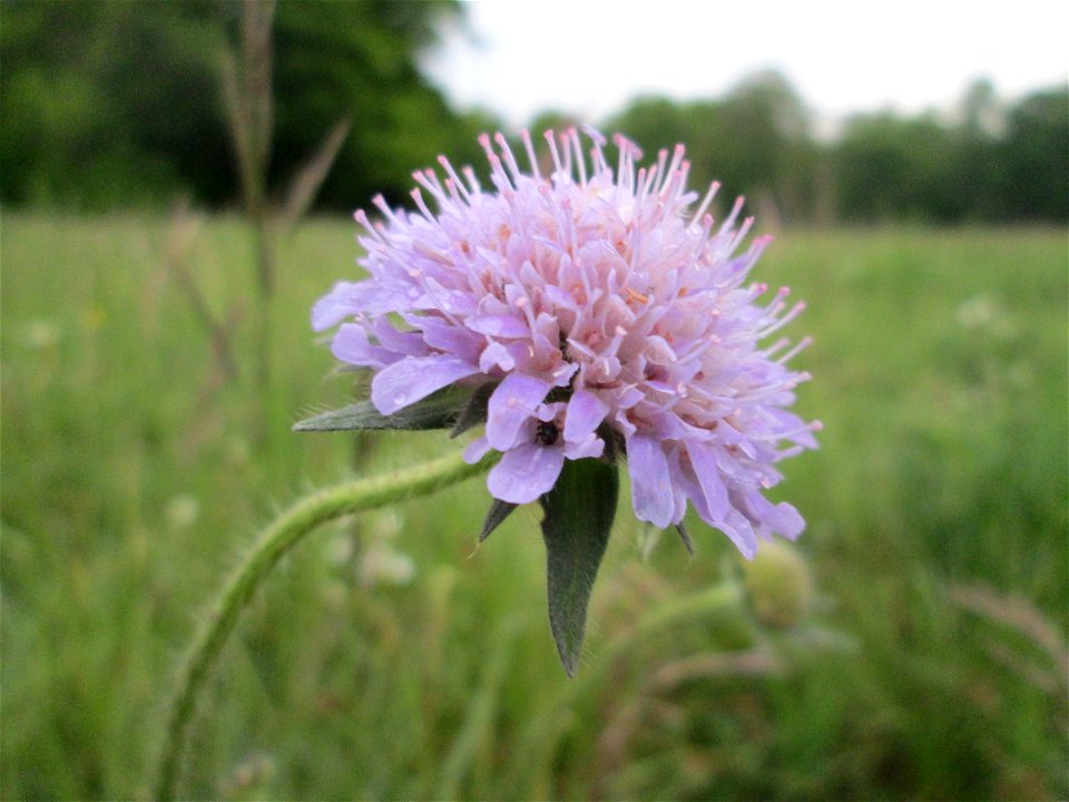 Acker-Witwenblume (Knautia arvensis) im Landschaftsschutsgebiet „Saalbachniederung“