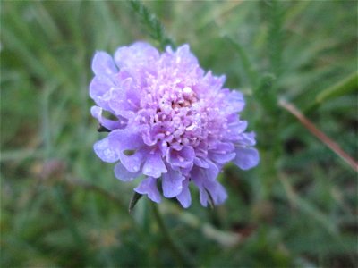 Acker-Witwenblume (Knautia arvensis) im Landschaftsschutsgebiet „Saalbachniederung“