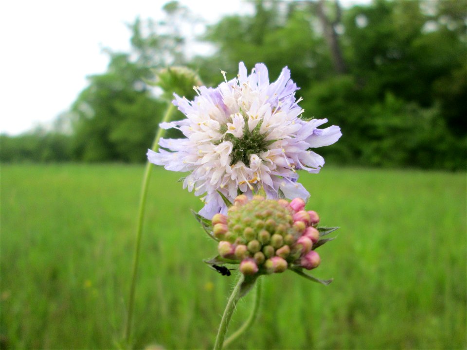 Acker-Witwenblume (Knautia arvensis) im Landschaftsschutsgebiet „Saalbachniederung“