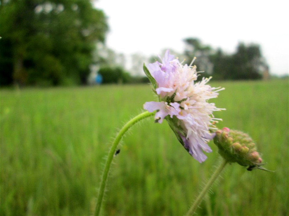 Acker-Witwenblume (Knautia arvensis) im Landschaftsschutsgebiet „Saalbachniederung“