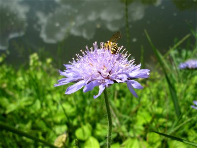 Acker-Witwenblume (Knautia arvensis) an der Saar in Saarbrücken