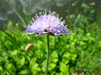 Acker-Witwenblume (Knautia arvensis) an der Saar in Saarbrücken