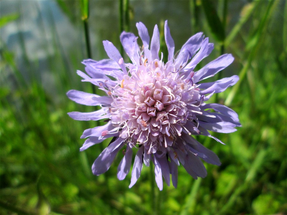 Acker-Witwenblume (Knautia arvensis) an der Saar in Saarbrücken