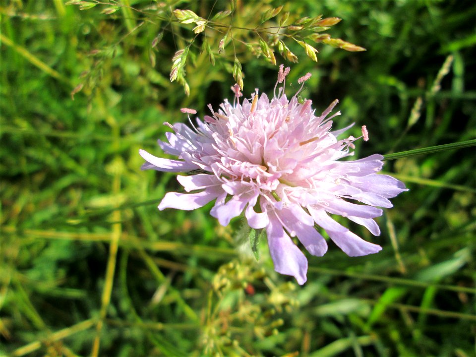 Acker-Witwenblume (Knautia arvensis) im Naturschutzgebiet „Hochholz-Kapellenbruch“