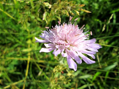 Acker-Witwenblume (Knautia arvensis) im Naturschutzgebiet „Hochholz-Kapellenbruch“